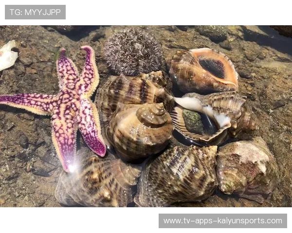 惠州赶海人晒满桶海鲜,网友羡慕,惠州赶海地 惠州赶海人晒满桶海鲜,网友羡慕,惠州赶海地